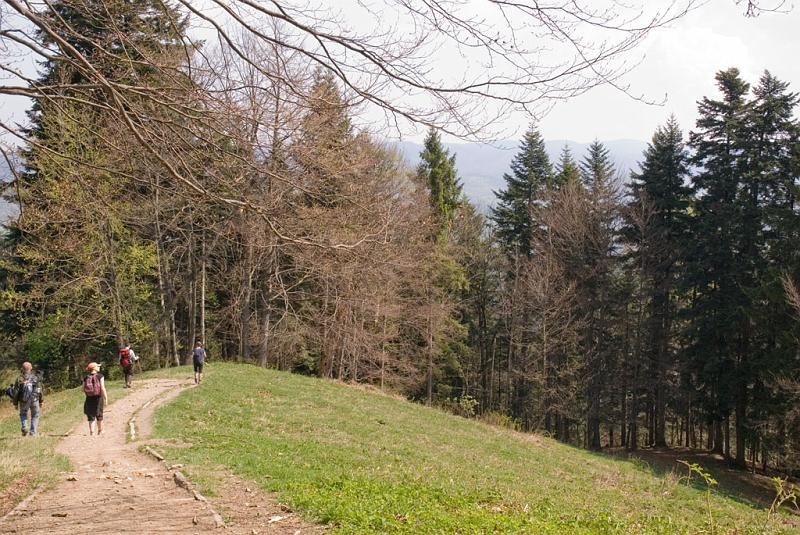 229.jpg - Polana Kosarzyska