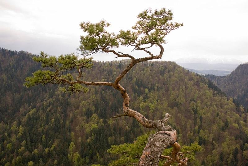 301.jpg - Sosna na Sokolicy