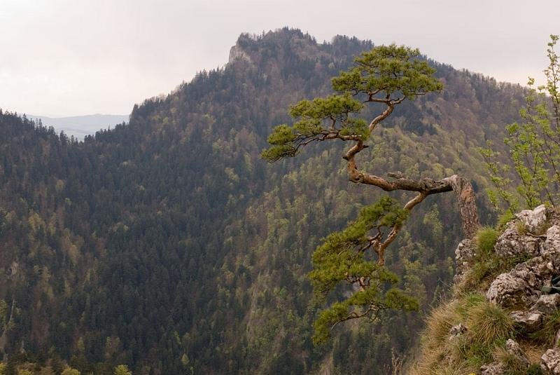 310.jpg - Pańska Skała - Panorama z Sokolicy